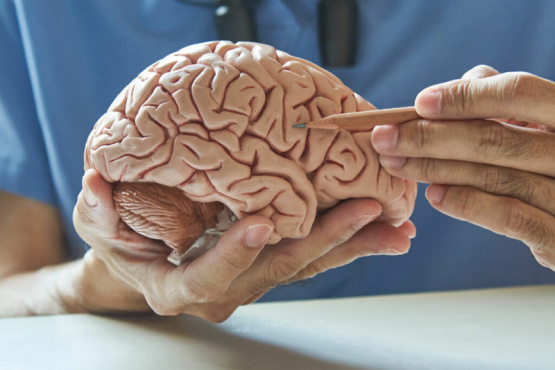 El descubrimiento científico en París que puede revolucionar la historia de la Neurología
