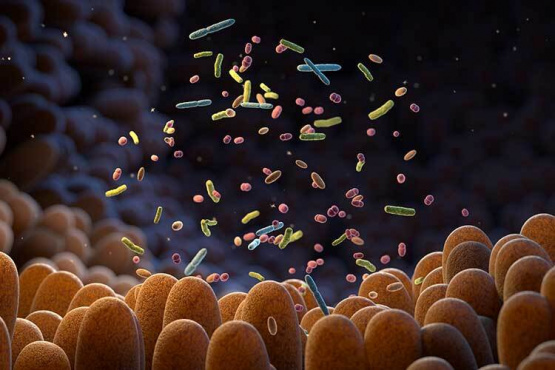¿Tu intestino gobierna tu salud? Descubre cómo el microbioma está revolucionando la medicina moderna
